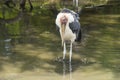 Wood stork resting in the pond Royalty Free Stock Photo