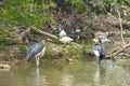 Wood stork resting in the pond Royalty Free Stock Photo