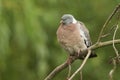 An adult Woodpigeon Columba palumbus perched in a tree. Royalty Free Stock Photo