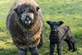 Adult Woolley Ryland Sheep with a Small Black Lamb. Royalty Free Stock Photo