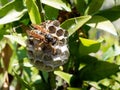 Adult Worker Wasp Tending Dead Wood Nest