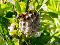 Adult Worker Wasp Tending Dead Wood Nest