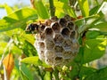 Adult Worker Wasp Tending Dead Wood Nest
