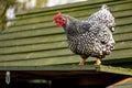 Adult Wyandotte hen seen perched on top of her hen house, just above the egg laying area.