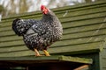 Adult Wyandotte hen seen perched on top of her hen house, just above the egg laying area.