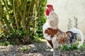 Adult Wyandotte Rooster seen in the middle of his crowing, notice his extended and bent neck to help with his