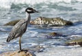 Adult Yellow-crowned Night-Heron (Nyctanassa violacea) on the Be Royalty Free Stock Photo