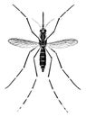 Adult Yellow Fever Mosquito, vintage illustration