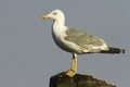 An adult of yellow-legged gull / Larus cachinnans Royalty Free Stock Photo