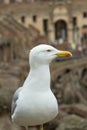 An adult yellow-legged gull Larus michahellis on the ruins of the Roman Colosseum, Rome, Italy. Seagull details. Top view.