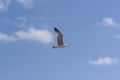 Yellow legged seagull in clear sunny sky Royalty Free Stock Photo
