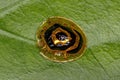 Adult Yellow Ringed Tortoise Beetle