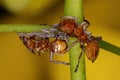 Adult Yellow Turtle Ants