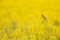 An adult yellow wagtail perched and singing on the blossom of a rapeseed field.