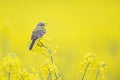 An adult yellow wagtail perched and singing on the blossom of a rapeseed field.