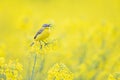 An adult yellow wagtail perched and singing on the blossom of a rapeseed field.