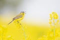 An adult yellow wagtail perched and singing on the blossom of a rapeseed field.