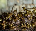 Adult yellow wasps