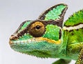 adult Yemen Veiled Chameleon - Chamaeleo calyptratus - close up. Multicolor Beautiful Chameleon closeup reptile with colorful