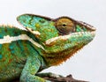 adult Yemen Veiled Chameleon - Chamaeleo calyptratus - close up. Multicolor Beautiful Chameleon closeup reptile with colorful