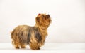 Yorkshire terrier dog with bow tie on white background Royalty Free Stock Photo
