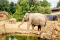 Adult and young Asian Elephant walking near pond in their habitat in Dublin zoo Royalty Free Stock Photo