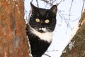 An adult young black and white cat with big shining yellow eyes is hiding behind a branch in a snowy red tree in a sunny winter or Royalty Free Stock Photo