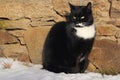 Adult young black and white cat with big shining yellow eyes sits in front of stone wall in snow at a sunny winter or spring day