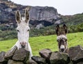 Adult and young donkey in a field.