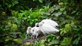 An adult young egret in the nest, feeding four egret chicks.