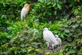 An adult young egret in the nest, feeding four egret chicks.