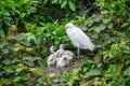 An adult young egret in the nest, feeding four egret chicks. Royalty Free Stock Photo