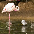 Adult and young flamingo