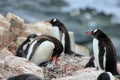 Adult and young gentoo penguin Royalty Free Stock Photo