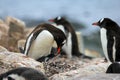 Adult and young gentoo penguin Royalty Free Stock Photo