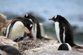 Adult and young gentoo penguin Royalty Free Stock Photo