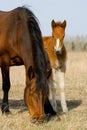 Adult and young horse and foal