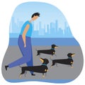 Guy walking the dogs as a dog breeding concept, flat vector stock illustration with owner and dachshunds Royalty Free Stock Photo