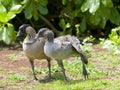 Adult with Young Nene Goose