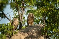 Adult and young owl. Spotted eagle-owl, Bubo africanus, are African owl in the nature habitat in Etocha NP, Namibia, Africa.