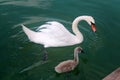 Adult and young swan in Lake Powidz. Poland