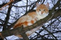 Adult young tom cat with white chest, face, belly and red orange tabby fur hair and green yellow bright eyes sit on tree Royalty Free Stock Photo