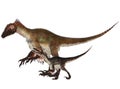 Adult and Young Utahraptor Royalty Free Stock Photo