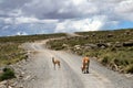 Adult and young vicuna standing on gravel road