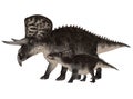 Adult and Young Zuniceratops Royalty Free Stock Photo