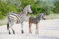 Adult African zebra and colt in the wild