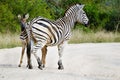 Adult African zebra and colt in the wild