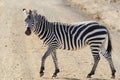 The adult zebra crosses the road in the savanna