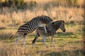 Adult zebra mating