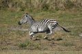 Adult zebra full body side view galloping across the Moremi plains in Botswana